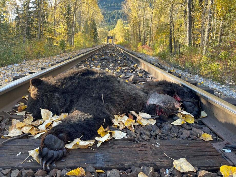 A dead grizzly bear on a rail track in Elk Valley.
